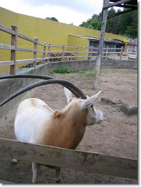 Diapositiva siguiente